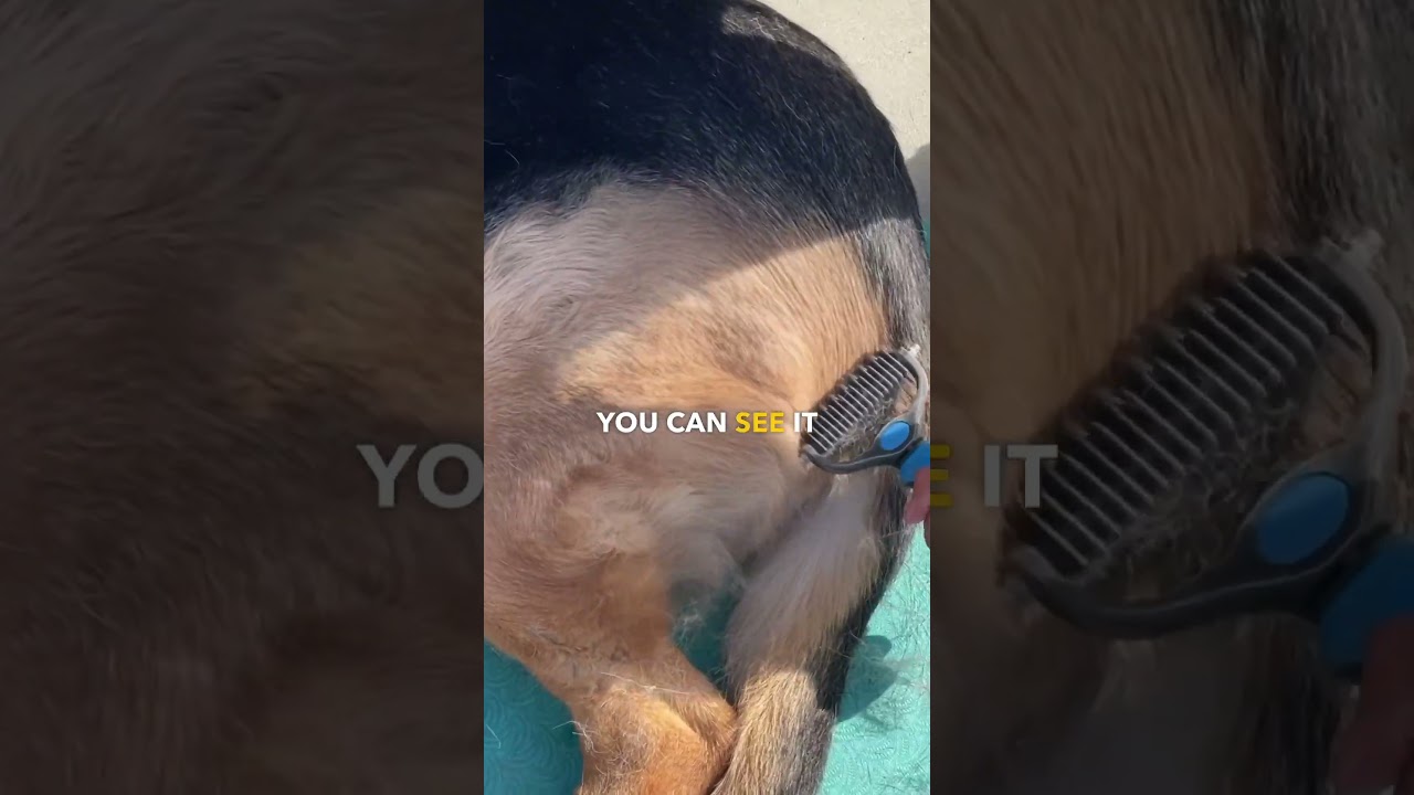 The FureverBrush dogbrush #review